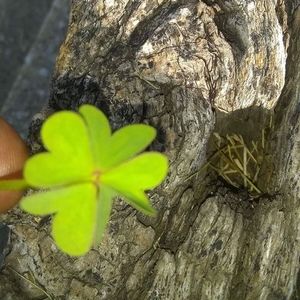 Meet your Posher, Donique